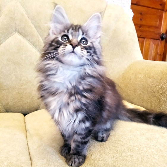 Maine Coon Kitten For Sale