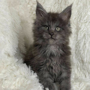Maine Coon Kitten For Sale