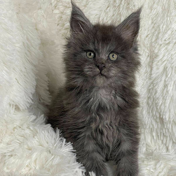 Maine Coon Kitten For Sale