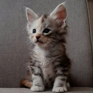 Maine Coon Kitten For Sale