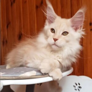 Maine Coone Kitten For Sale
