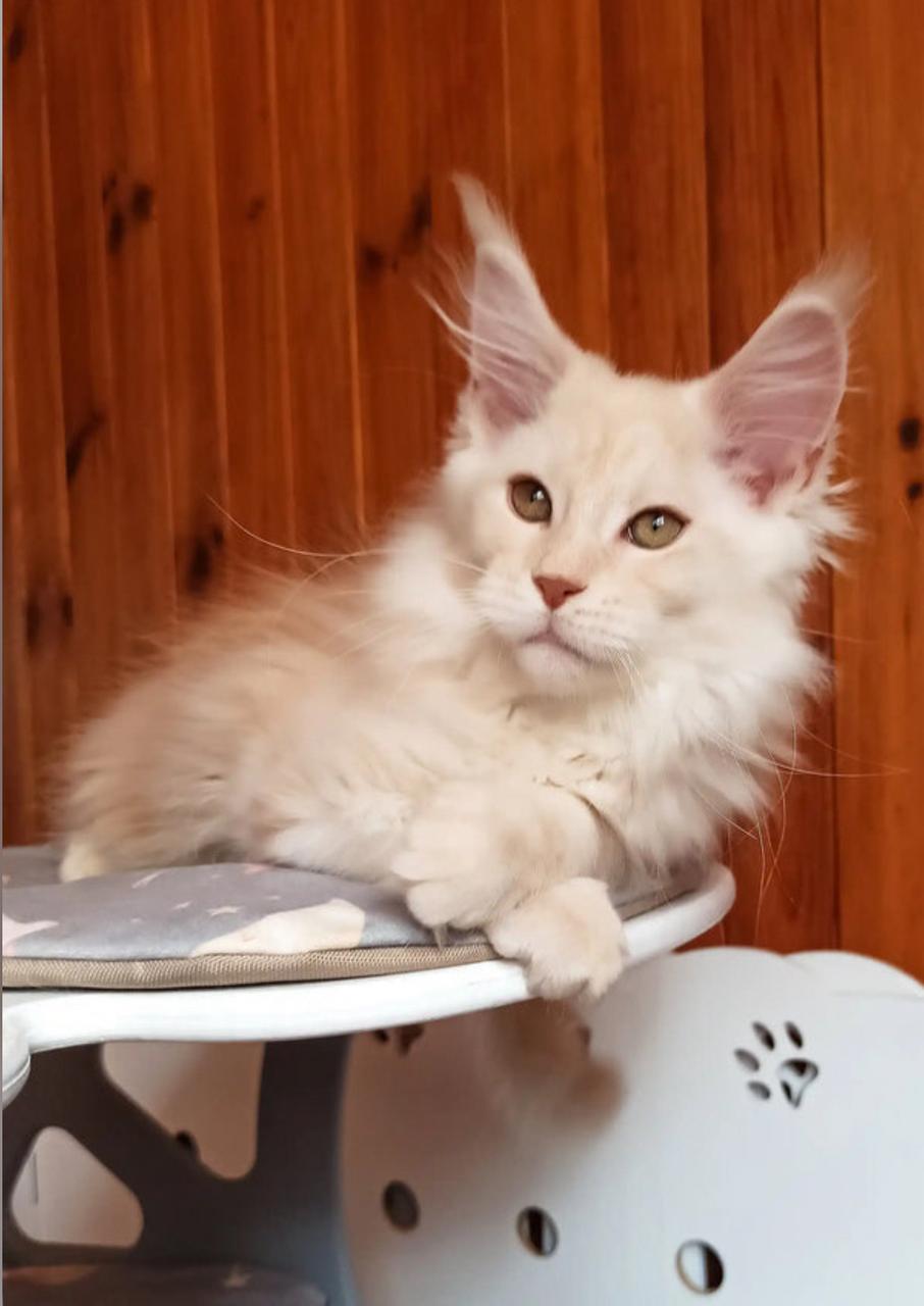 Maine Coone Kitten For Sale