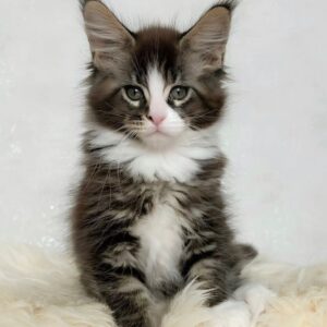 Maine Coon Kitten For Sale