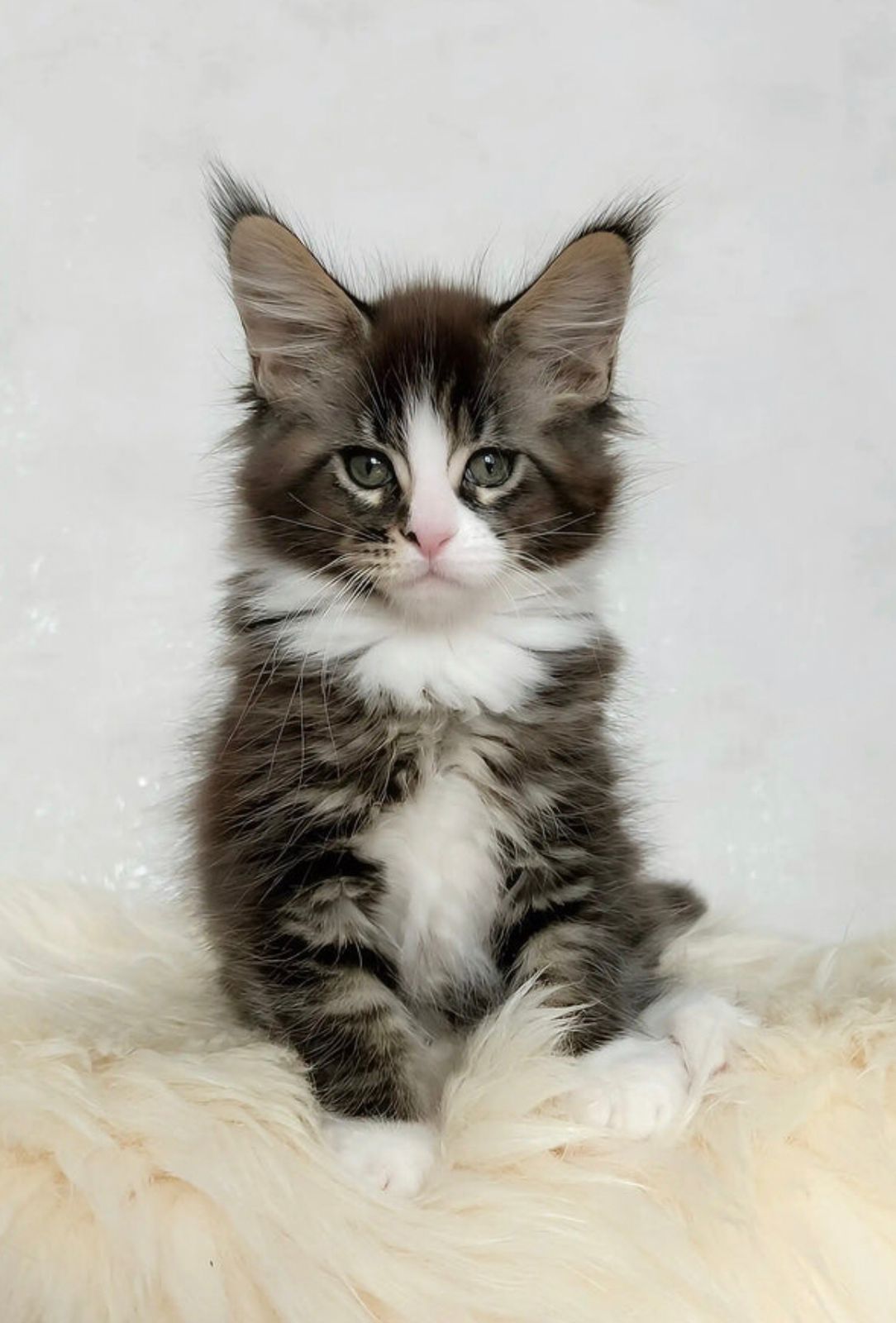 Maine Coon Kitten For Sale