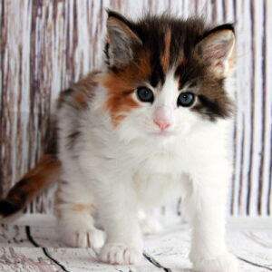 Maine Coon Kitten For Sale
