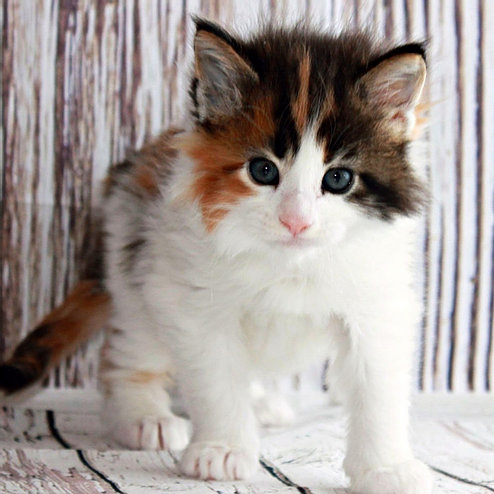Maine Coon Kitten For Sale
