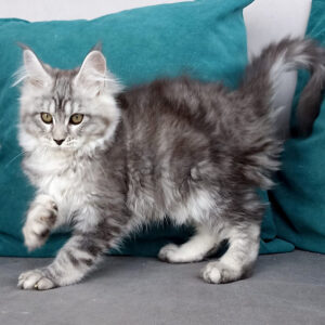 Maine Coon Kitten For Sale