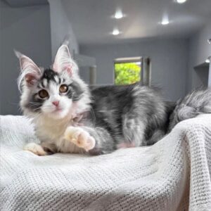 Maine Coon Kitten For Sale
