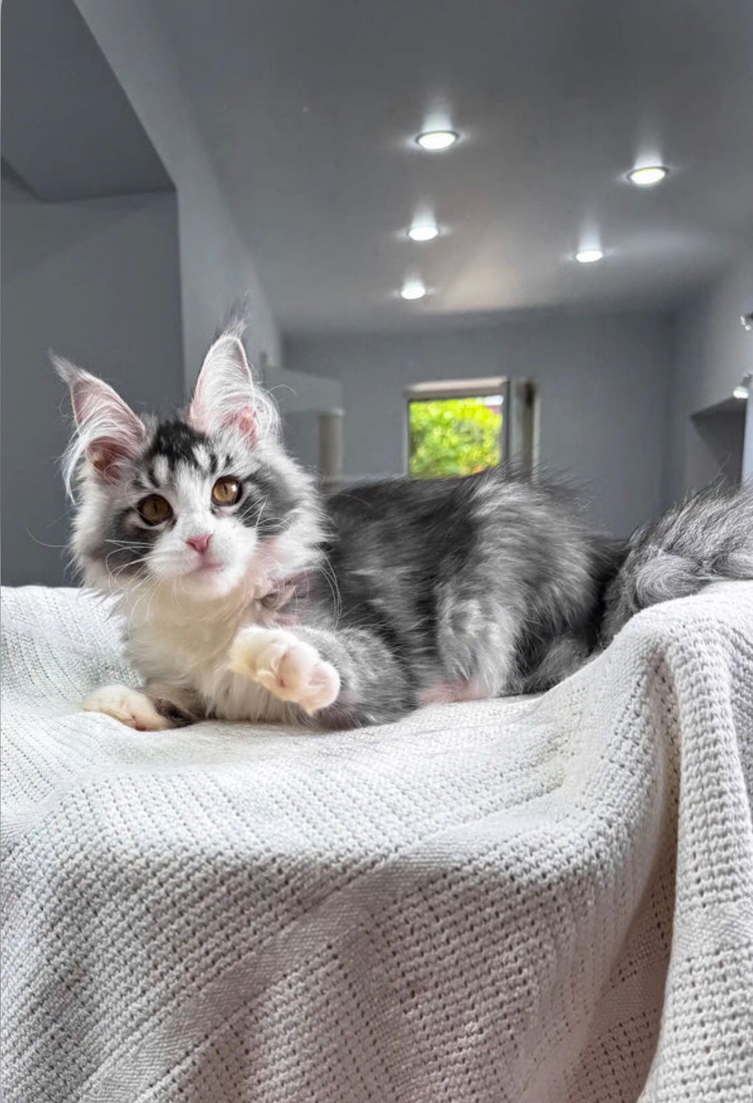 Maine Coon Kitten For Sale
