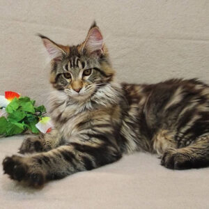 Maine Coon Kitten For Sale