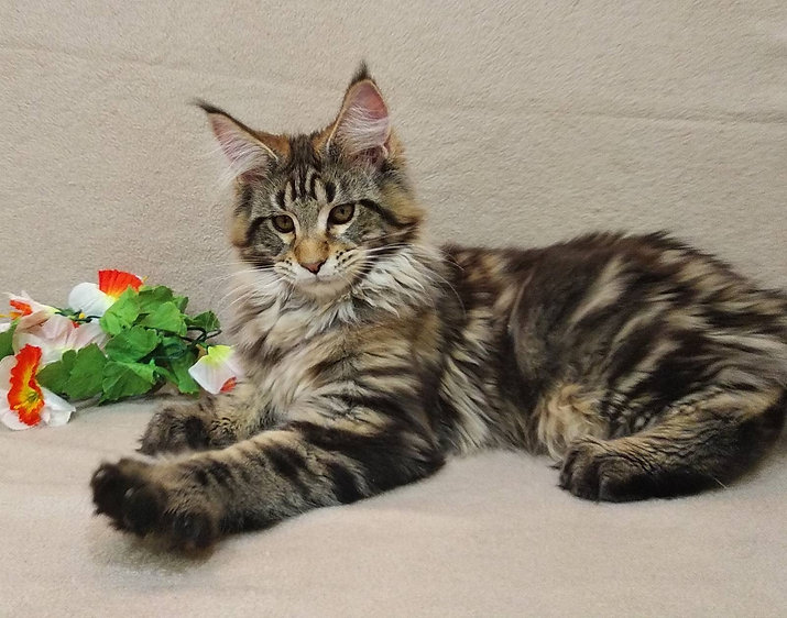 Maine Coon Kitten For Sale