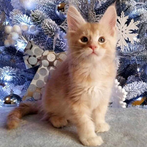 Maine Coon Kitten For Sale
