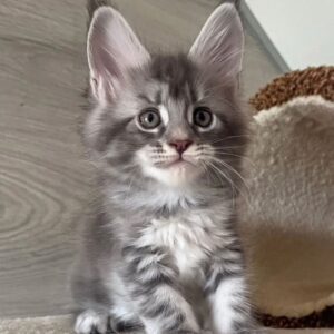 Maine Coon Kitten For Sale