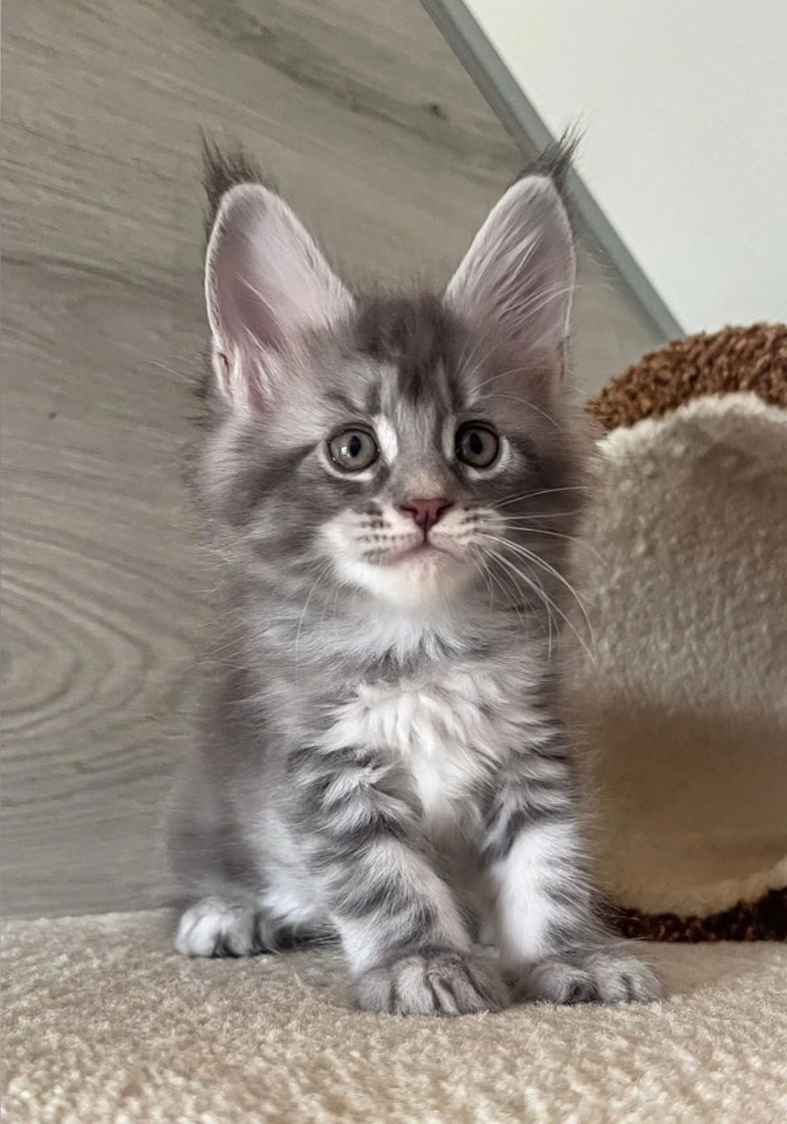 Maine Coon Kitten For Sale