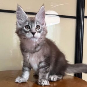 Maine Coon Kitten For Sale