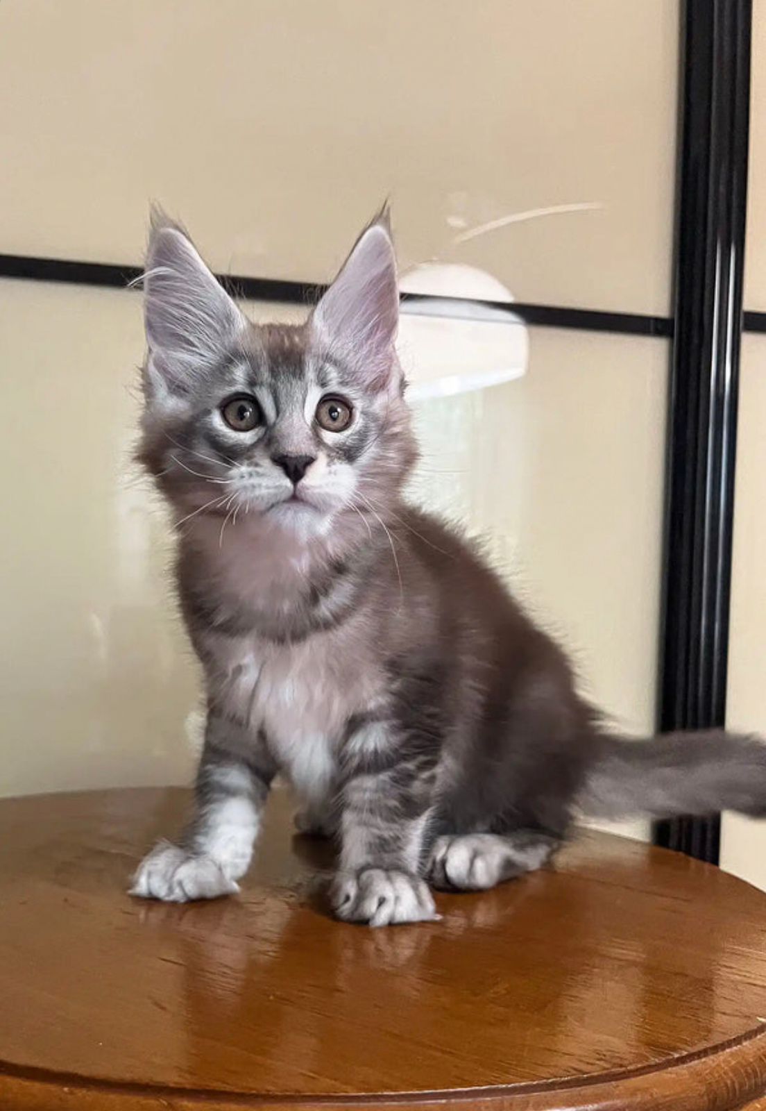 Maine Coon Kitten For Sale