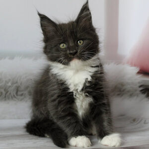 Maine Coon Kitten For Sale