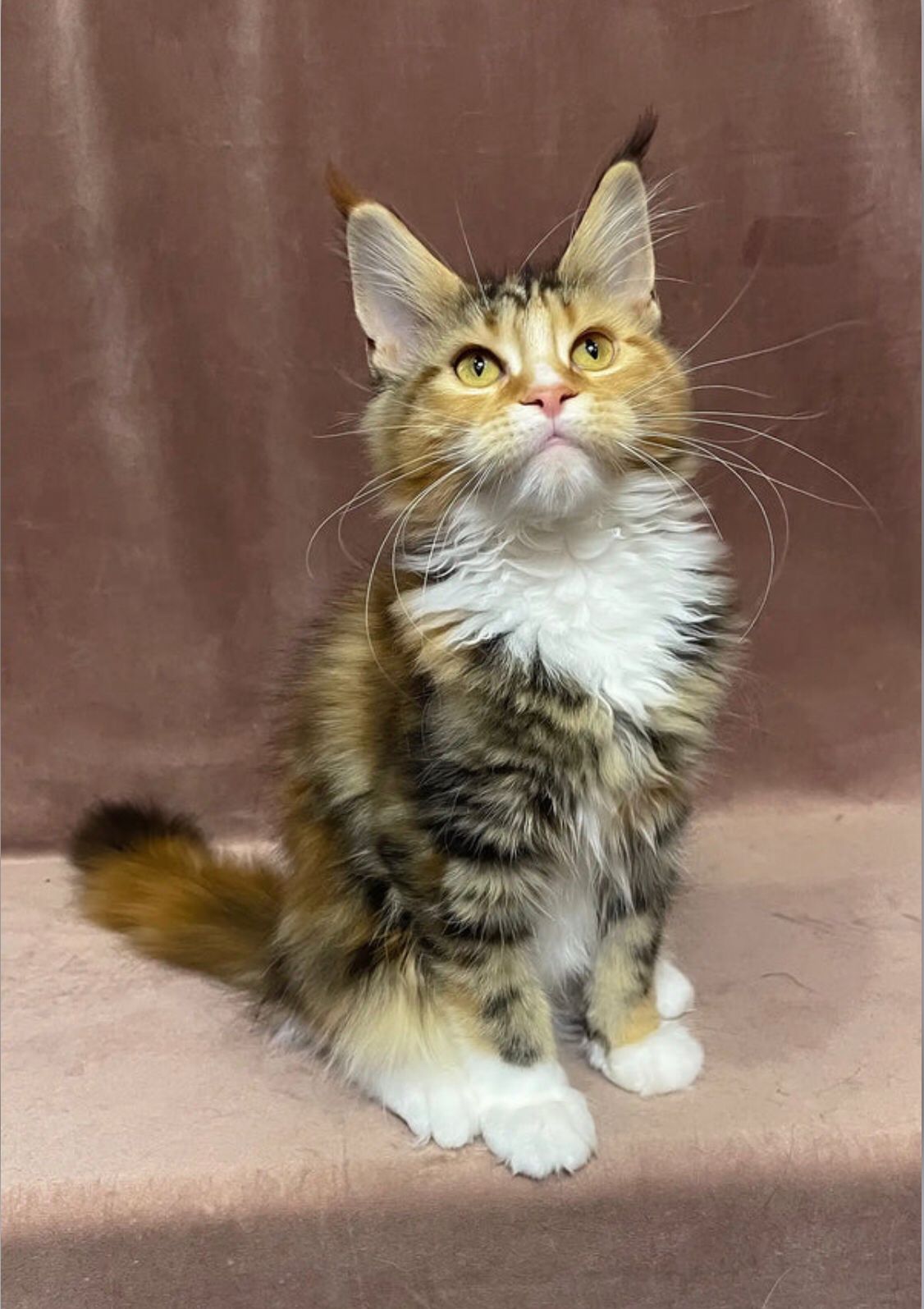 Maine Coon Kitten For Sale