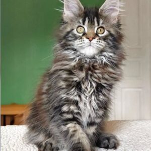 Maine Coon Kitten For Sale