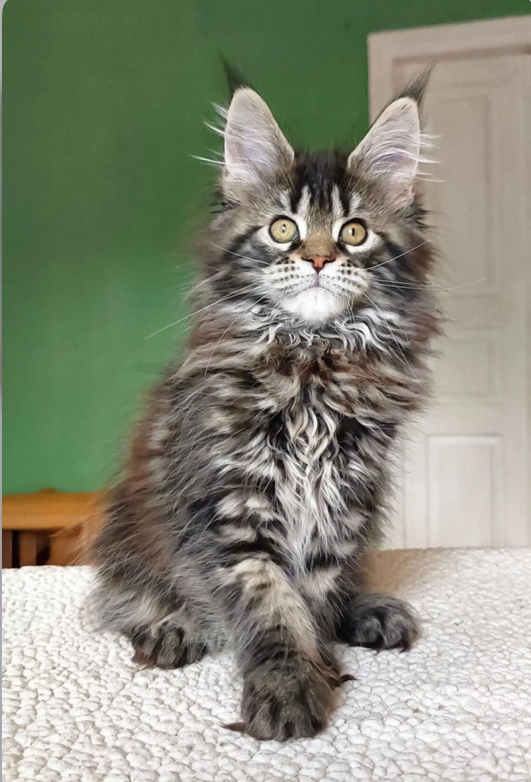 Maine Coon Kitten For Sale