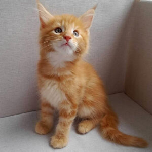 Maine Coon Kitten For Sale