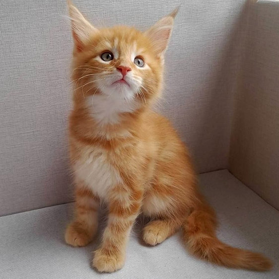 Maine Coon Kitten For Sale