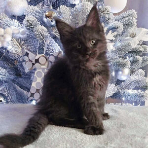 Maine Coon Kitten For Sale