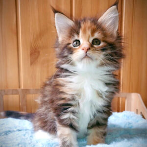 Maine Coon Kitten For Sale