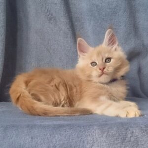 Maine Coon Kitten For Sale