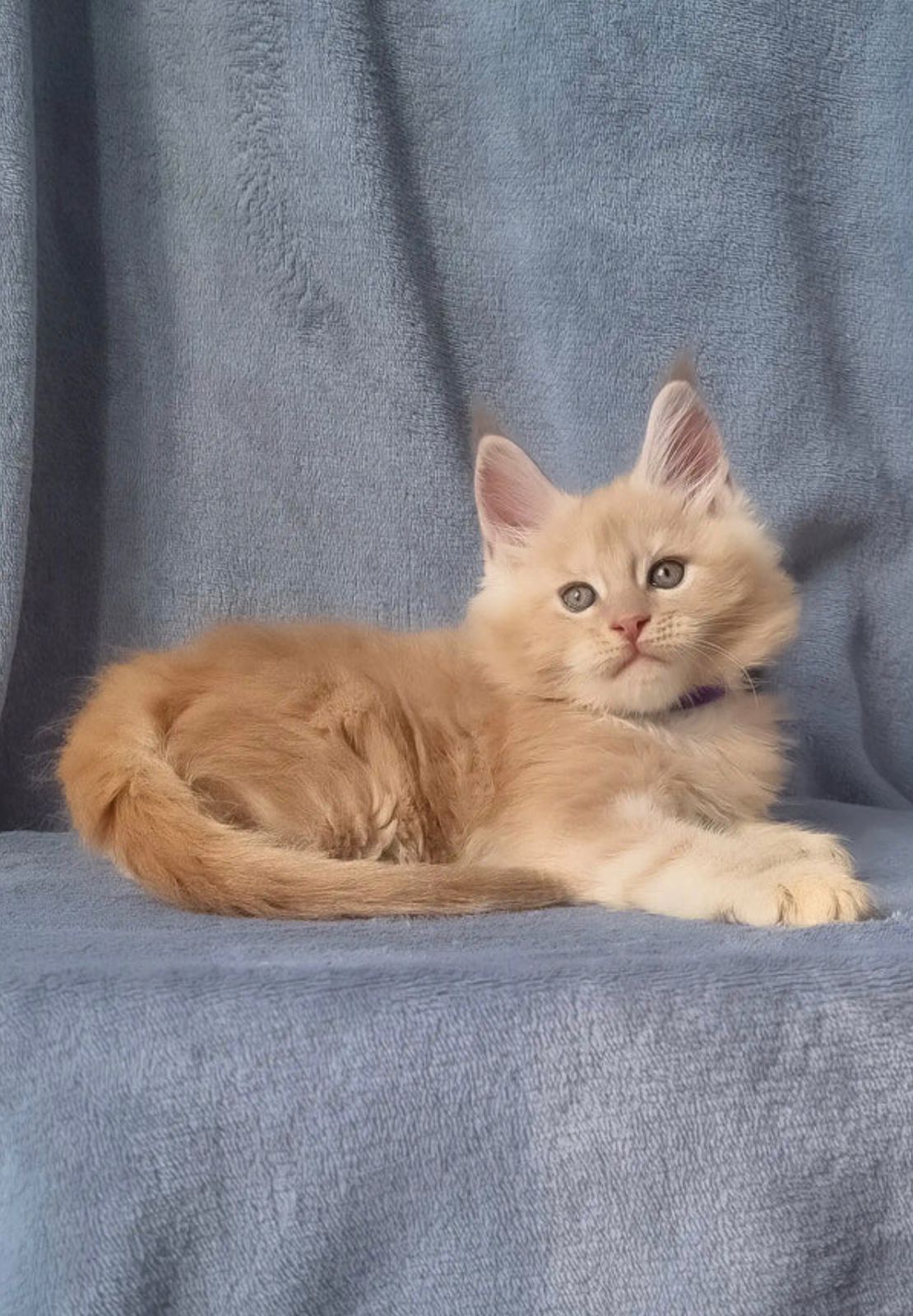 Maine Coon Kitten For Sale