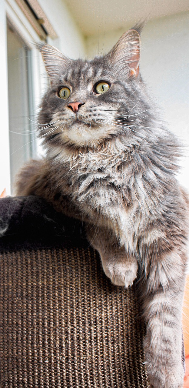mainecoon, cat, mammal, animal, feline, domestic animal, scratch barrel, portrait