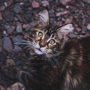 cat, maine coon, outdoors, animal, kitten, pet, nature, feline, maine coon cat, maine coon, maine coon, maine coon, maine coon, maine coon