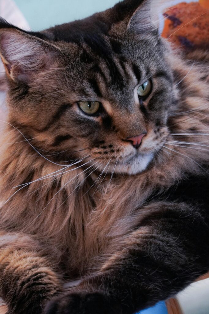 Close-up of a relaxed Maine Coon cat showing its fluffy, detailed fur and alert expression.